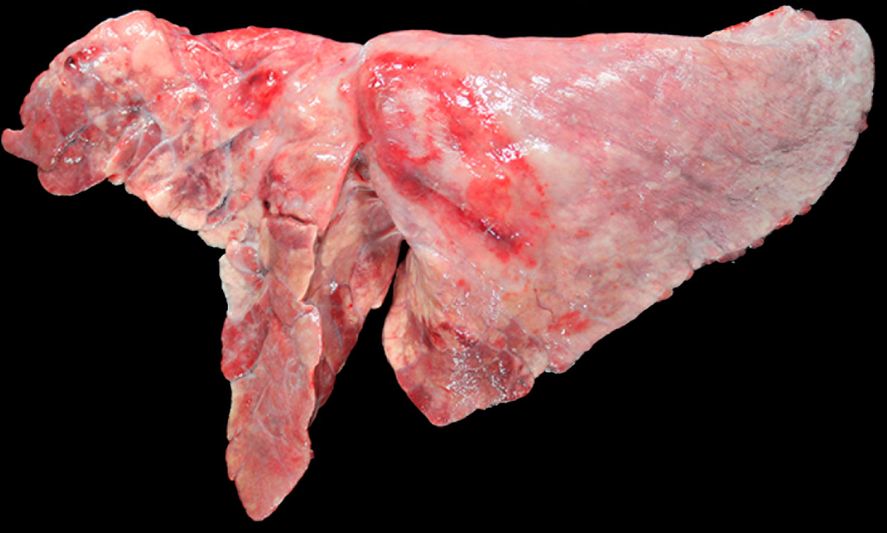 Pig lung co-infected by M. hyopneumoniae and A. pleuropneumoniae